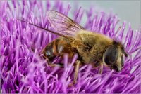 332 - SYRPHIDAE - BODRY GASTON - luxembourg